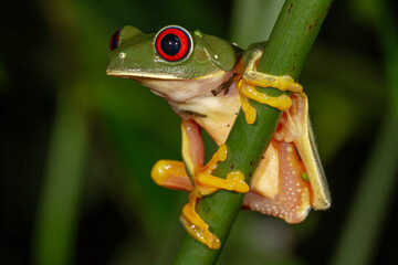 red eyed tree frog