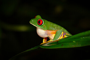 red eyed tree frog