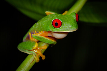 red eyed tree frog