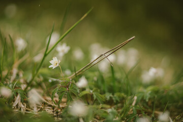 A close up of a flower