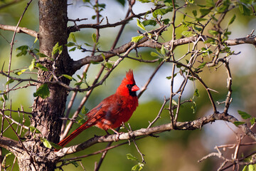 A male Northern Cardinal is perched on a branch. These vibrant birds contrast sharply with the surrounding foliage.