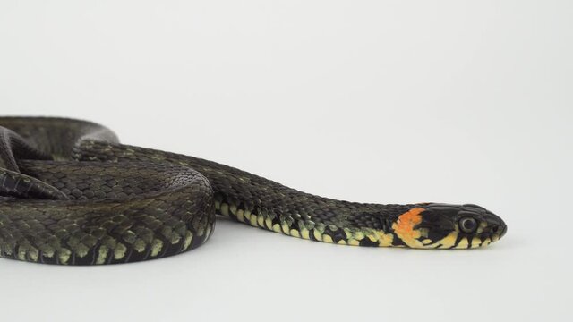 Snake viper on a white background