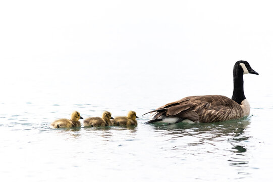 Goose & Goslings