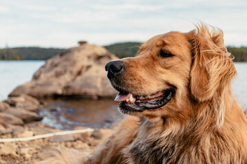Obraz premium Golden Retriever enjoying the breeze by the lake