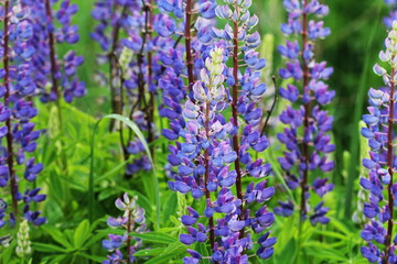 Lupinus, lupin, lupine field with blue flowers. Bunch of lupines summer flower background