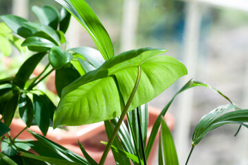 Close up on cute heart shaped leaves of Heart leaf philodendron, sweetheart house plant