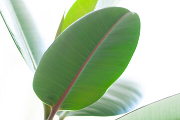 Rubber fig's big smooth green leaf of ficus elastica. Botanical macrophotography for illustration of ficus