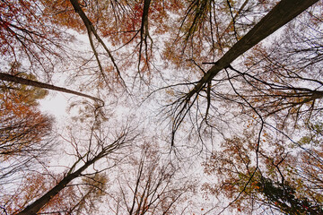 autumn  forest in Makegemse bossen nature reserve, Flanders, Belgium