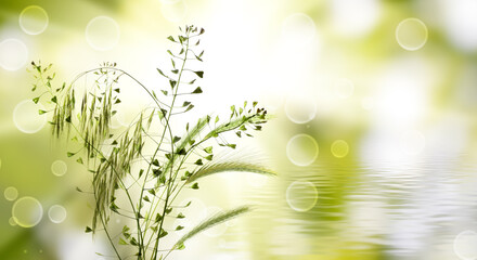 image of beautiful plants on water background