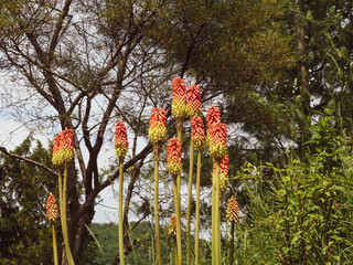 Kniphofia uvaria, tritomes à longues grappes ou faux aloès aux fleurs rouge orangé et jaune en...