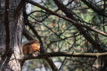 Funny euroasian red squirrel with fluffy tail eat nut while sitting on tree brunch in summer woodland park outdoors