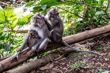 Balinese long-tailed Monkey family cuddles in the forests of Ubud.