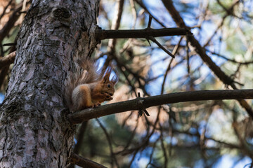 Funny euroasian red squirrel sitting on pine branch and eating a nut in summer woodland park outdoors