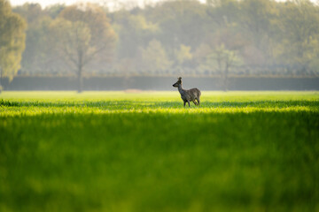 Rehe in der Morgensonne am Steinhorster Becken, Wilde Tiere, Wildlife, Delbrück, Paderborn,...