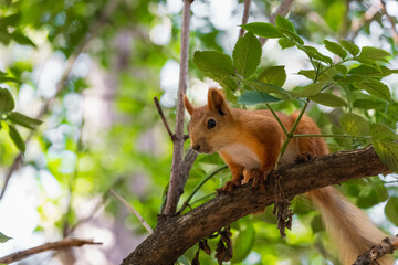 Close up portrait of red squirrel looking out over the foliage in summer woodland park outdoors