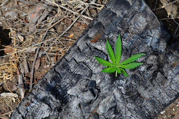 Marijuana leaf on a background of a burnt tree