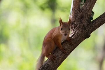 Naklejka na ściany i meble Curious red squirrel close up portrait looking into camera while sitting on tree branch in summer woodland park outdoors
