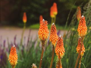 Kniphofia uvaria, tritomes à longues grappes ou faux aloès aux fleurs rouge orangé et jaune en...