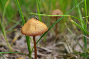 mushrooms in the grass