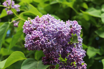 Obraz premium lilac flowers in the garden close-up