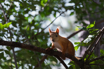 Naklejka na ściany i meble Funny red squirrel backlighted sitting on tiny tree branch and looking into camera