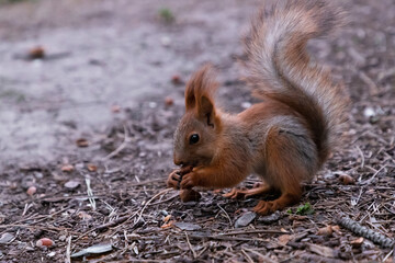 Close up photo of pretty red squirrel eating nut on the park ground