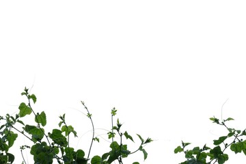 Tropical ivy plant with leaves on white isolated background for green foliage backdrop