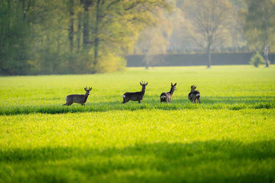 Rehe in der Morgensonne am Steinhorster Becken, Wilde Tiere, Wildlife, Delbr&uuml;ck, Paderborn, Deutschland