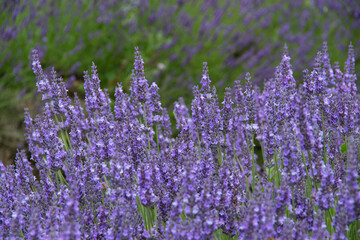 Fototapeta premium violet lavender in the field in England