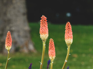 Kniphofia uvaria | Tritome à longues grappes | Tritome | Tison de satan | Faux aloès 