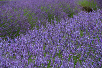 violet lavender in the field in England