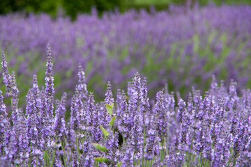 Fototapeta premium violet lavender in the field in England