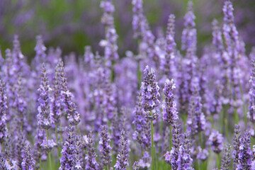 violet lavender in the field in England