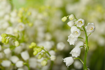 Beautiful lily of the valley on blurred background, closeup. Space for text