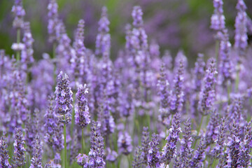 Obraz premium violet lavender in the field in England