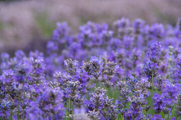 Fototapeta premium violet lavender in the field in England