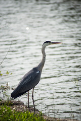 portrait of heron standing in border water