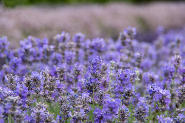Fototapeta premium violet lavender in the field in England