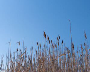 Blooming bulrush isolated on clear blue sky