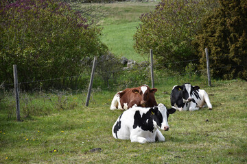 Resting cows by a fence