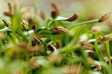 Close-up of young green sprouts of micro greens