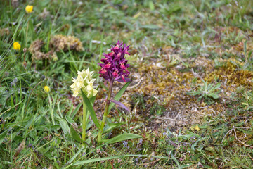 Yellow and purple Elder-flowered Orchids