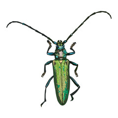 A longhorn beetle isolated on a white background. Entomological vector illustration. Aromia moschata.