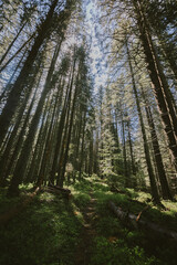 A large tree in a forest