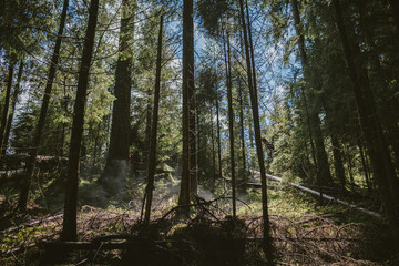 A tree in a forest