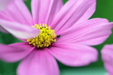Rapsglanzkäfer auf einer Cosmea