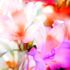 Obraz na płótnie Canvas Delicate soft flowers close up