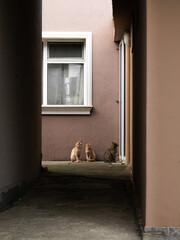 cats in the alley