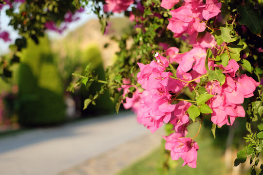 Blooming pink flowers Bougainvillea beautiful floral background garden in Turkey. - Powered by Adobe