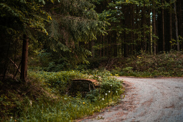 road in the woods